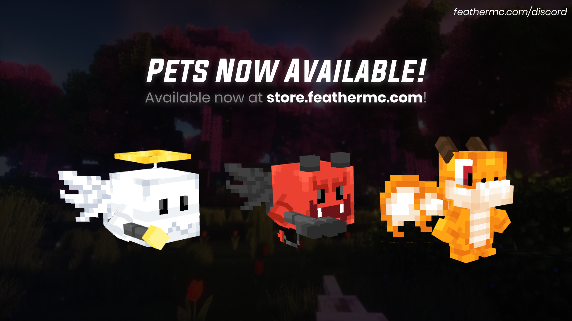 Pets Now Available!